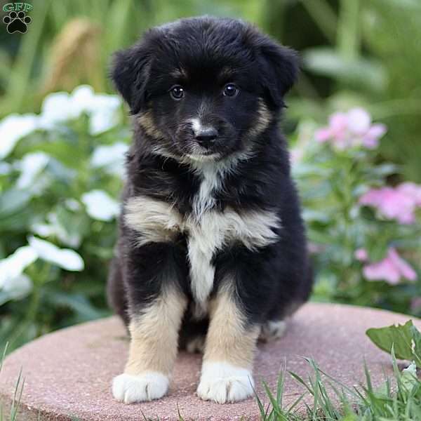 Fred, Miniature Australian Shepherd Puppy